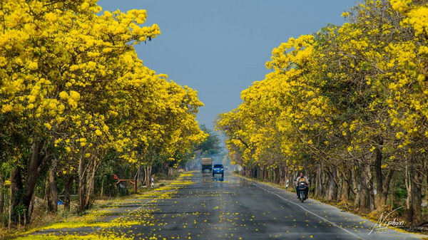 ถนนสายดอกไม้ เหลืองปรีดียาธร งดงามอร่ามตา ที่สุพรรณบุรี