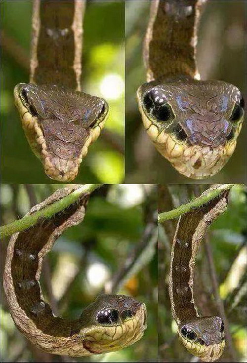 ธรรมชาติรังสรรค์ เมื่อ หนอนผีเสื้อ จำแลงกายเป็น งู 