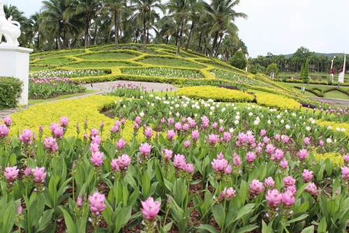 เที่ยวไม่กลัวฝน!!!กับงานเทศกาลชมสวนฤดูฝน @ อุทยานหลวงราชพฤกษ์