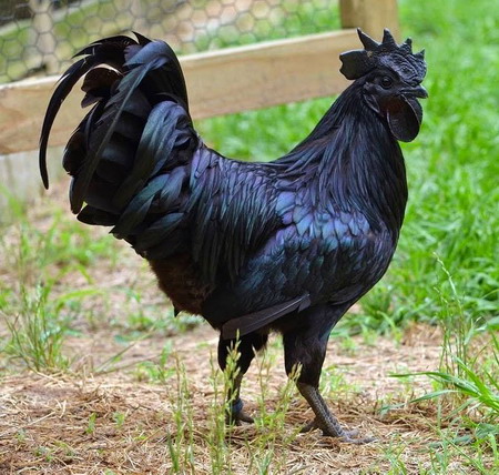 Ayam Cemani ไก่พันธุ์พื้นเมืองหายากในอินโดนีเซีย