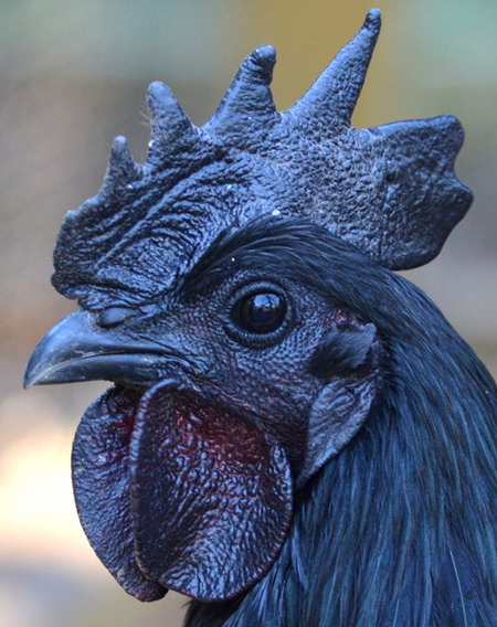 Ayam Cemani ไก่พันธุ์พื้นเมืองหายากในอินโดนีเซีย