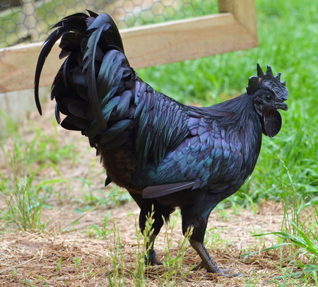 Ayam Cemani ไก่พันธุ์พื้นเมืองหายากในอินโดนีเซีย