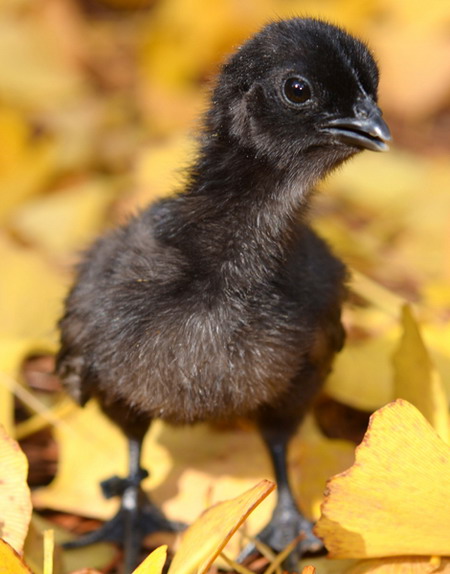 Ayam Cemani ไก่พันธุ์พื้นเมืองหายากในอินโดนีเซีย