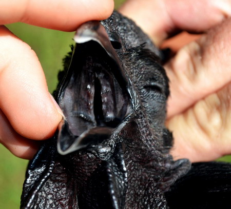 Ayam Cemani ไก่พันธุ์พื้นเมืองหายากในอินโดนีเซีย