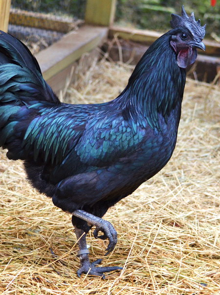 Ayam Cemani ไก่พันธุ์พื้นเมืองหายากในอินโดนีเซีย