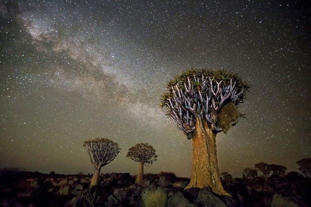 นี่คือสุดยอดภาพถ่าย “ต้นไม้” เก่าแก่ ท่ามกลางความเจิดจรัสของแสง “หมู่ดาว”!