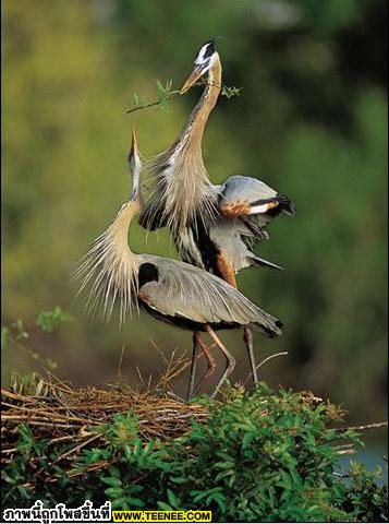 สุดยอดภาพสวย...จากNational Geograp hics