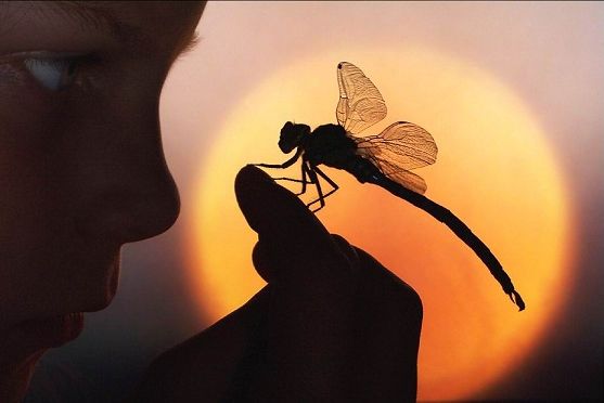 ♥ นิทาน : ความรักของแมลงปอ ♥