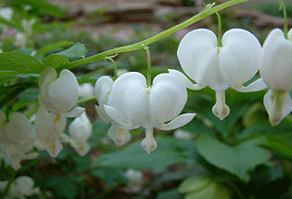 ดอกหัวใจ ... Heart Flower 