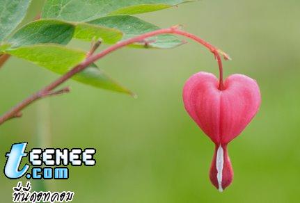 ดอกหัวใจ ... Heart Flower 