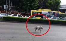 หมาจรจัดจะข้ามถนน แต่ไม่มีรถหยุดให้ และสิ่งที่มันทำ ทำเอาคนถึงกับพูดไม่ออก