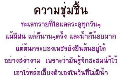 โอเอซิส แห่งความรัก