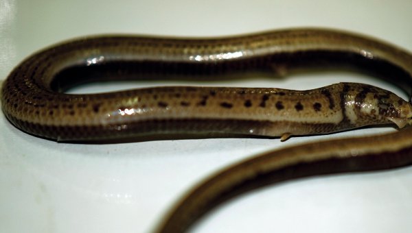 ปลาดุกเดินได้ (Clarias gracilentus)