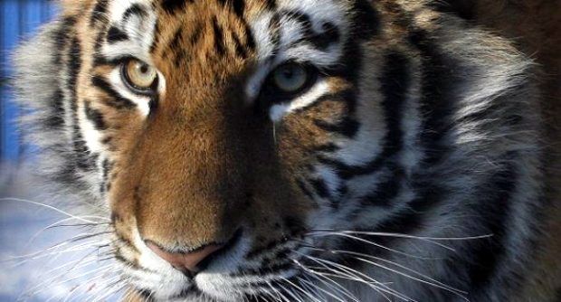 เสือขย้ำครูฝึกตายในเม็กซิโก