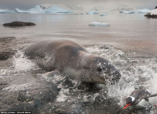 ระทึก แมวน้ำเสือดาวโชว์สัญชาติญาณโหดล่าเพนกวินในทะเลขั้วโลกใต้