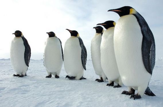 นักวิจัยไขปริศนาทำไมเพนกวินจึงบินไม่ได้?สำเร็จแล้ว