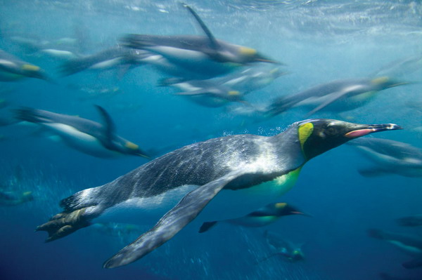 นักวิจัยไขปริศนาทำไมเพนกวินจึงบินไม่ได้?สำเร็จแล้ว