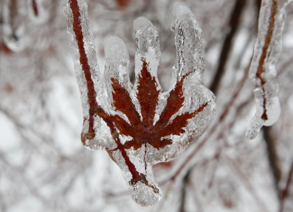 ภาพไวรัล สภาพหลังพายุน้ำแข็งพัดถล่ม สหรัฐฯ-แคนาดา 