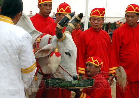 พระโคกินข้าว ข้าวโพด หญ้า ธัญญาหาร ผลาหาร บริบูรณ์ดี