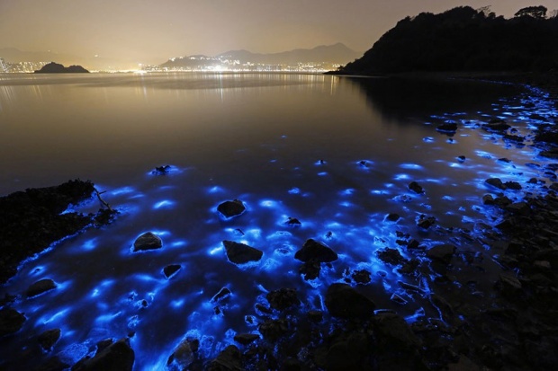 จะสวยแค่ไหนเมื่อแพลงตอนนับล้าน “เปล่งแสง” บนชายหาดฮ่องกง?