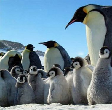 ทำไมนกเพนกวินถึงบินไม่ได้?