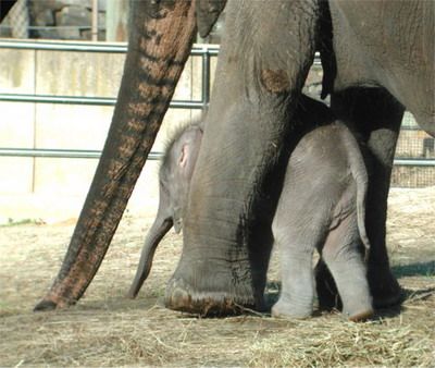 ดูช้างให้ดูหาง...ดูนางให้ดูที่ ก้น 