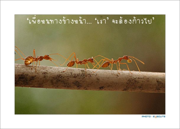 คติ..สอนใจ..ทำมั๊ย..ทำไม..! ได้จาก มด