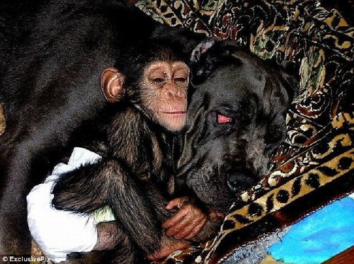 ลูกลิงชิมแปนซี แหกกฎธรรมชาติ ติดแม่หมาคิดว่าเป็นแม่แท้ ๆผู้ให้กำเนิด