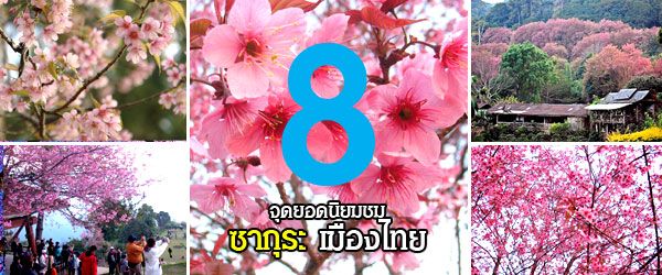 8 จุดยอดนิยมชมซากุระเมืองไทย