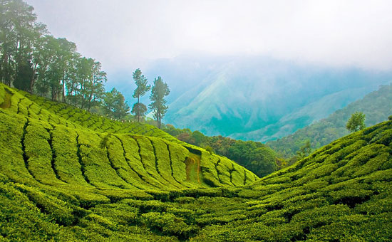 เที่ยวไร่ชาที่สูงที่สุดในอินเดียที่ มันนาร์ ฮิลล์ สเตชั่น