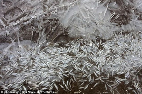 จีนหนาวจัด ปลาแข็งตายกลายเป็นน้ำแข็ง 