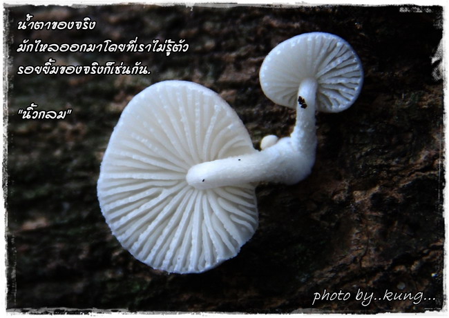 คำคมความรัก จาก นิ้วกลม