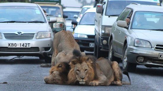 ระทึก!! 2 สิงโตหนุ่มโผล่กลางถนนในเคนยา