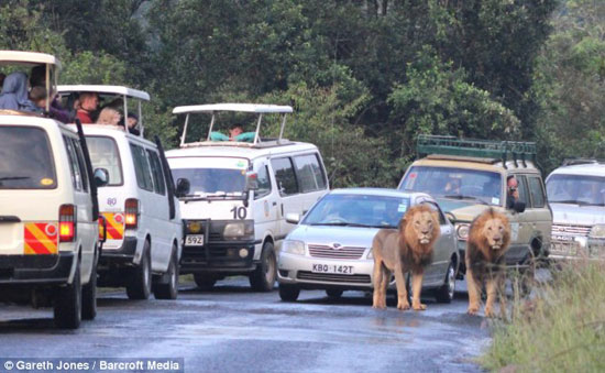 ระทึก!! 2 สิงโตหนุ่มโผล่กลางถนนในเคนยา