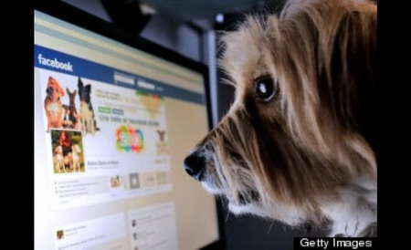 10% ของผู้ใช้เฟซบุค ไม่ใช่คน แต่เป็นสัตว์เลี้ยง เช่น สุนัข แมว ม้า