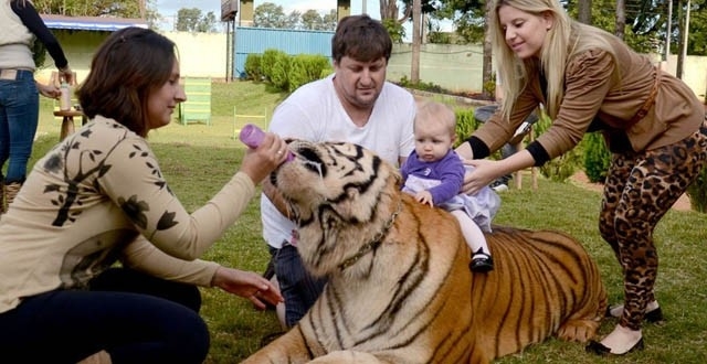 ทำได้ไง หนุ่มบราซิลฝึกเสือโคร่งเชื่องเป็นแมว