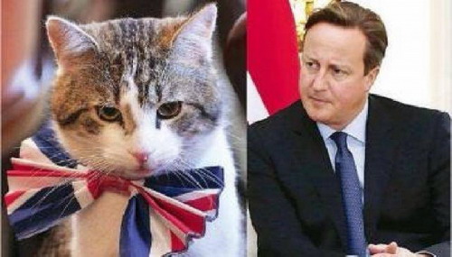 นายกอังกฤษโต้ไม่รักแมวทำเนียบ 