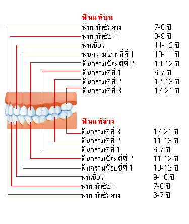 รู้หรือไม่ว่าฟันแท้เริ่มขึ้นเมื่อไร