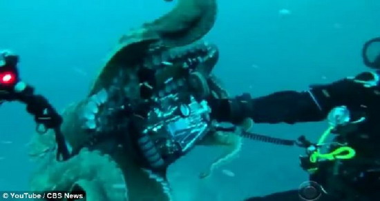 ระทึก ช่างภาพใต้น้ำฟัดกับปลาหมึกยักษ์ใต้ทะเลหลังแย่งกล้อง 