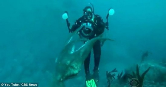ระทึก ช่างภาพใต้น้ำฟัดกับปลาหมึกยักษ์ใต้ทะเลหลังแย่งกล้อง 