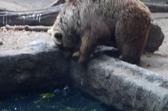 น้ำตาจิไหล!! มุมน่ารักของคุณหมี ช่วยชีวิตสัตว์ร่วมโลก