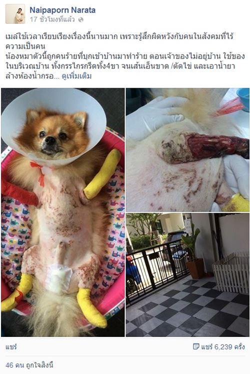 เจ้าของน้องหมาถูกตัดขาโร่แจงการรักษา