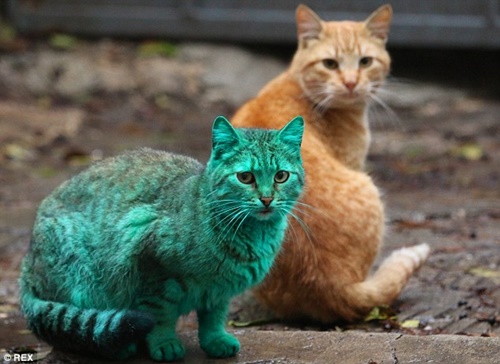น่าสงสาร! แมวจรจัดถูกคนใจร้าย แกล้งพ่นสีทั่วตัว