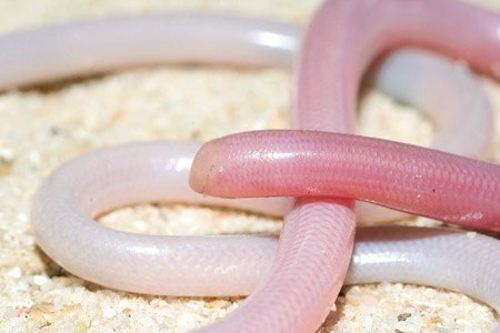 งูตาบอด (Blind Snake)