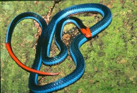งูปะการังสีฟ้า (Blue Coral Snake)