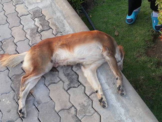 สงสารจับใจ หมาถูกทิ้ง ตายอนาถข้างถนน!