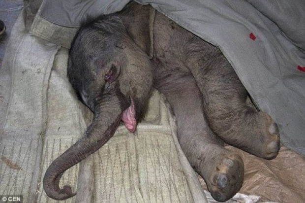 สุดเศร้า!! ลูกช้างนอนร้องไห้กว่า 5 ชั่วโมง หลังถูกแม่ช้างพยามฆ่า