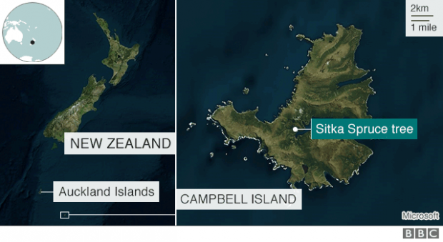 แผนที่แสดงตำแหน่งของต้นสน Sitka spruce บนเกาะแคมป์เบลล์ (ขวา) ซึ่งอยู่ห่างจากตอนใต้สุดของนิวซีแลนด์ 