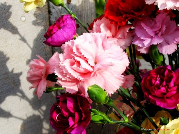  5 ความหมายดอกไม้ วันวาเลนไทน์