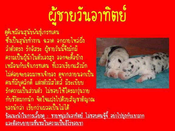 นิสัยของแฟนคุณ เหมือนหมาพันธ์อะไร